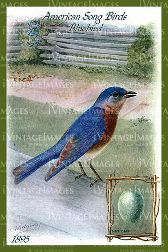 Sewing Trade Card 1895 - 121