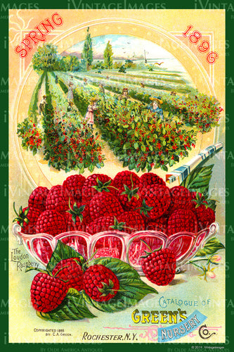 Greens Nursery Raspberries 1896 - 004