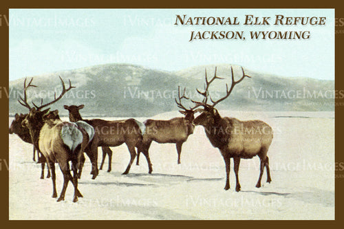 Elk Refuge Postcard 1925 - 19