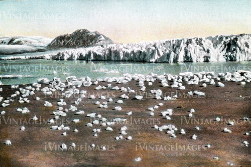 Muir Glacier - 1910- 016