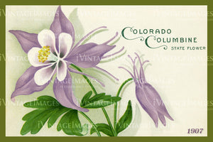 Colorado Columbine 1 - 1907 - 012