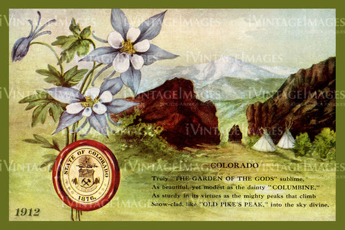 Colorado Columbine 2 - 1912 - 013