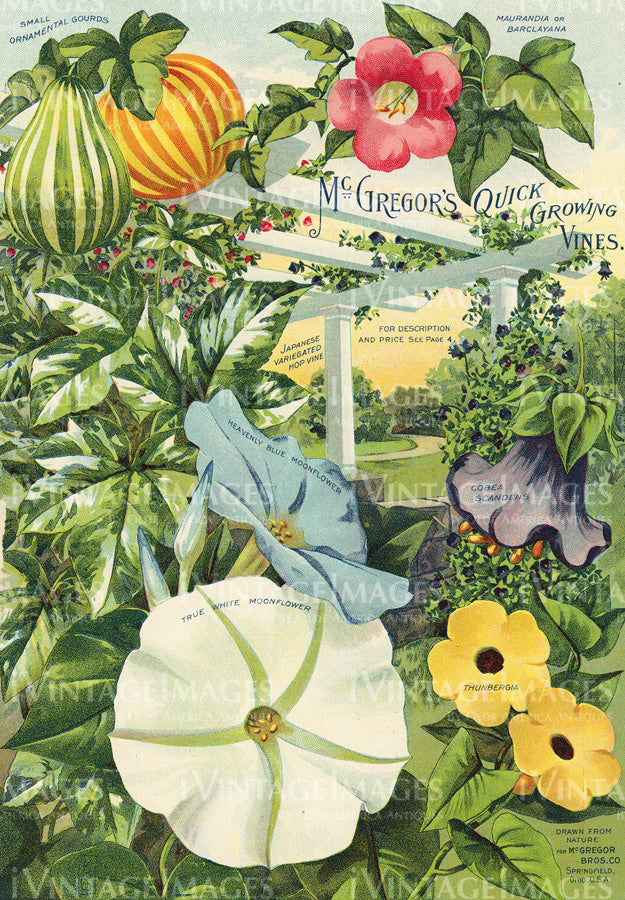 1910 Flower Catalog Print - 011