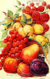 1895 Fruit Catalog Print -043