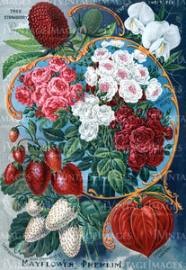 1895 Fruit Catalog Print -045