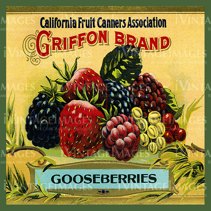 1915 Gooseberries - 051