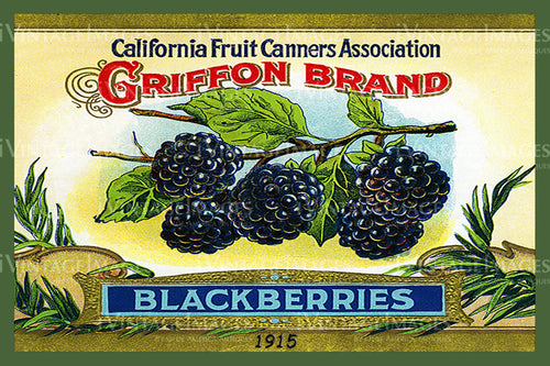 1915 Blackberries - 059