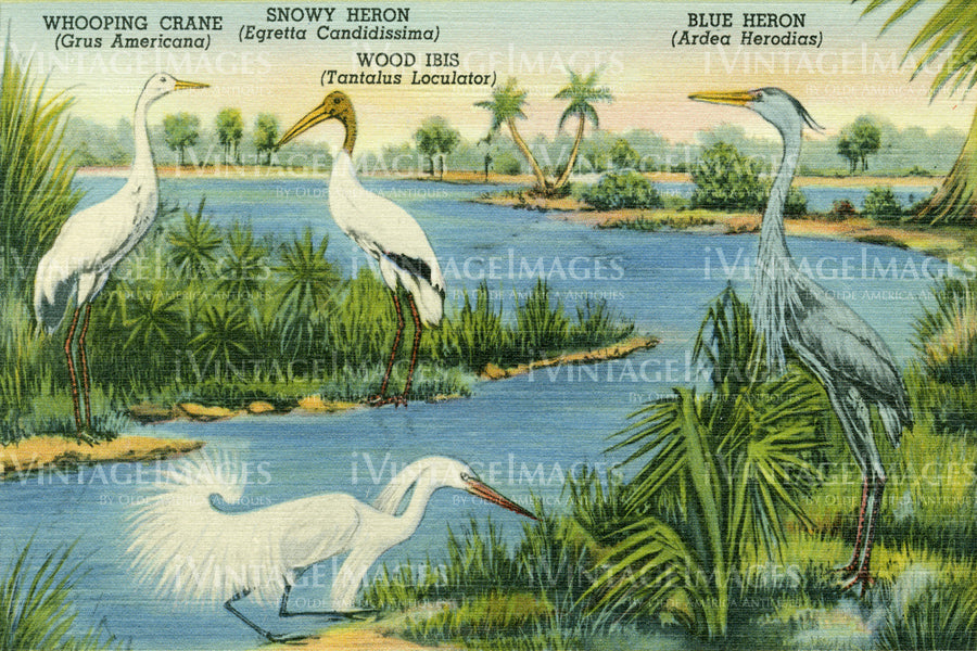 Florida Water Birds 1935
