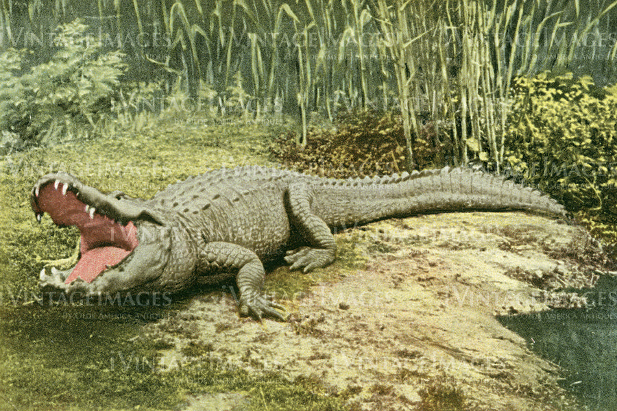 Florida Alligator 1915