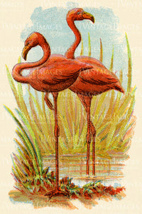 Flamingoes 1905