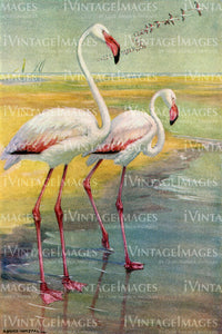 Flamingoes 1920