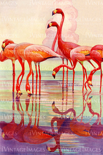 Flamingoes 1935