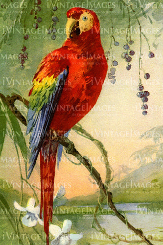 Parrot 1915 - 1