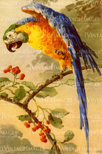 Parrot 1915 - 2