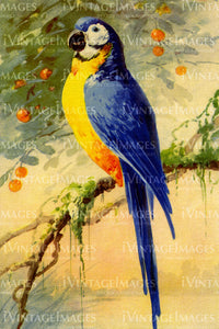 Parrot 1915 - 3
