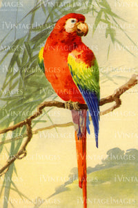Parrot 1915 - 4