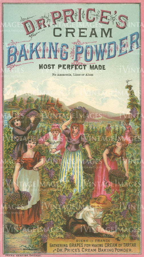 1910 Women Picking Grapes - 001