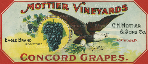1915 Concord Grapes - 004
