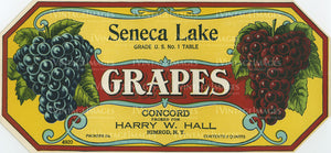 1915 Concord Grapes - 010