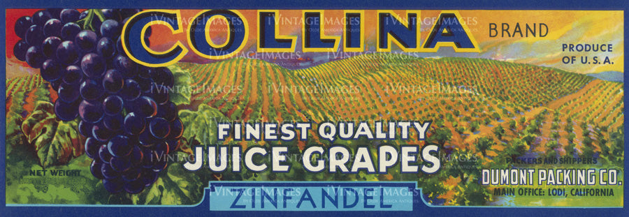 1925 Zinfandel Grapes - 012
