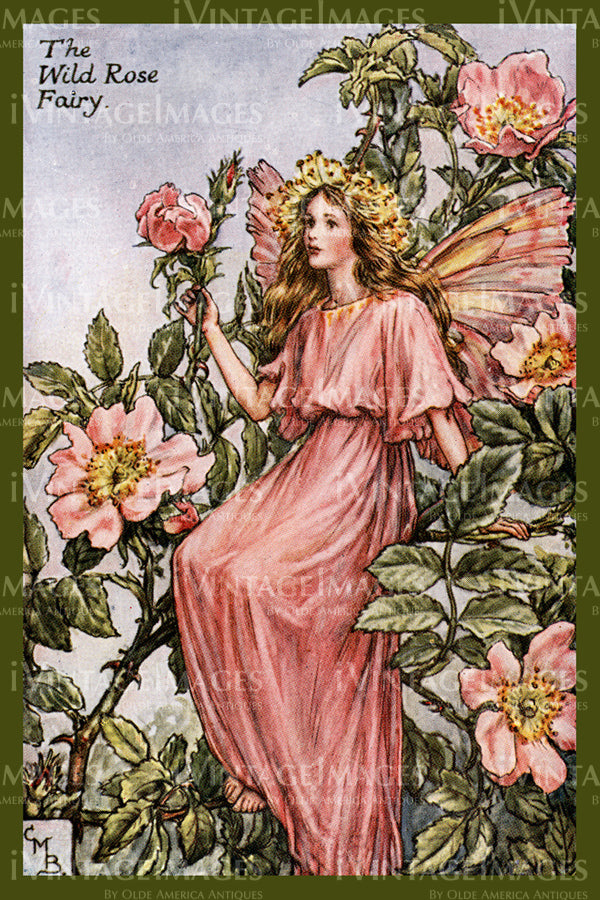 Cicely Barker 1923 - 3 - The Wild Rose Fairy