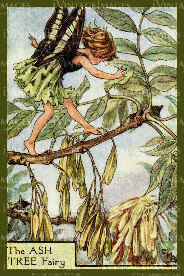 Cicely Barker 1923 - 16 - The Ash Tree Fairy