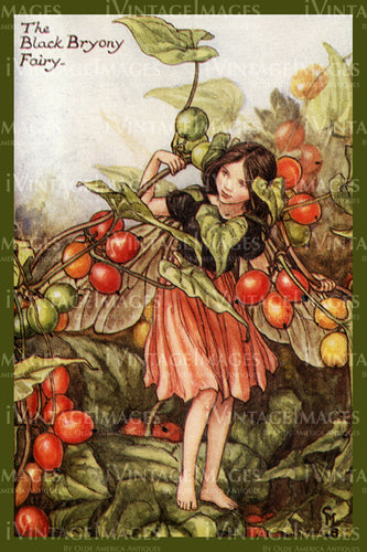 Cicely Barker 1923 - 19 - The Black Bryony Fairy