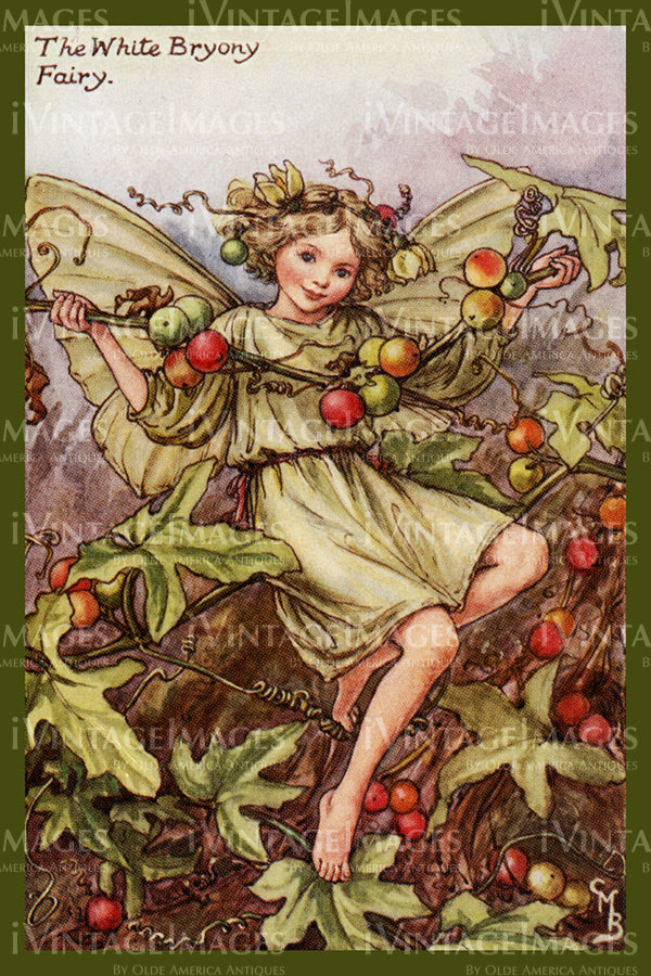 Cicely Barker 1923 - 20 - The White Bryony Fairy