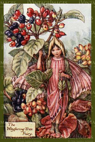 Cicely Barker 1923 - 24 - The Wayfaring Tree Fairy