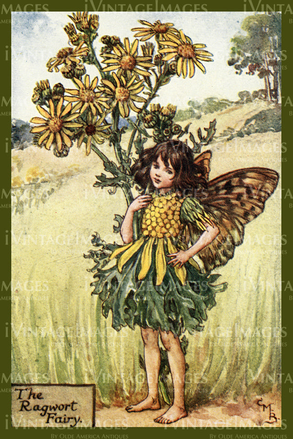 Cicely Barker 1923 - 27 - The Ragwort Fairy
