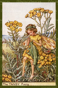 Cicely Barker 1923 - 28 - The Tansy Fairy