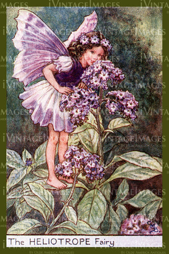 Cicely Barker 1923 - 30 - The Heliotrope Fairy