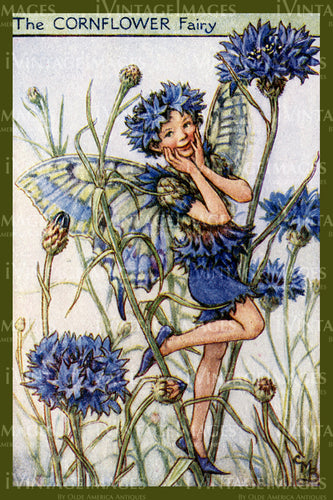 Cicely Barker 1923 - 34 - The Cornflower Fairy