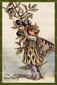 Cicely Barker 1923 - 35 - The Sloe Fairy