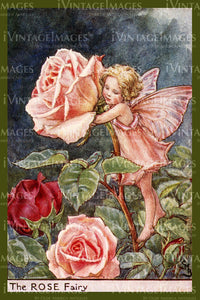 Cicely Barker 1923 - 42 - The Rose Fairy