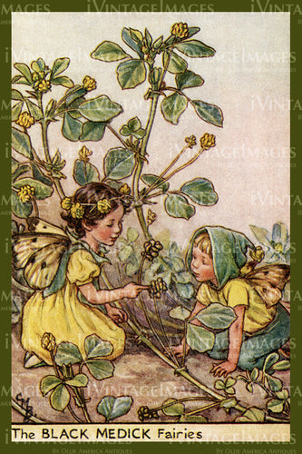 Cicely Barker 1923 - 46 - The Black Medic Fairy