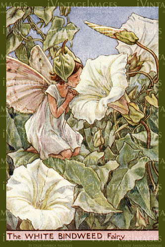 Cicely Barker 1923 - 47 - The White Bindweed Fairy