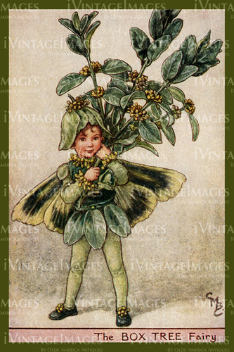 Cicely Barker 1923 - 49 - The Box Tree Fairy