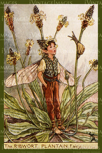 Cicely Barker 1923 - 52 - The Ribwort Plantain Fairy