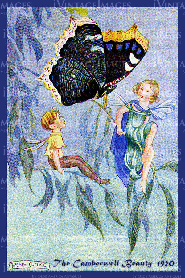 Rene Cloke Fairy - 3 - The Camberwell Beauty