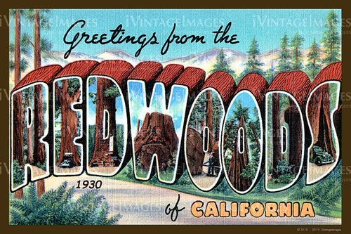 Redwoods California Large Letter 1930 - 035