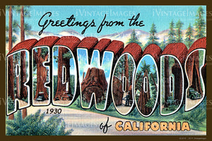 Redwoods California Large Letter 1930 - 035