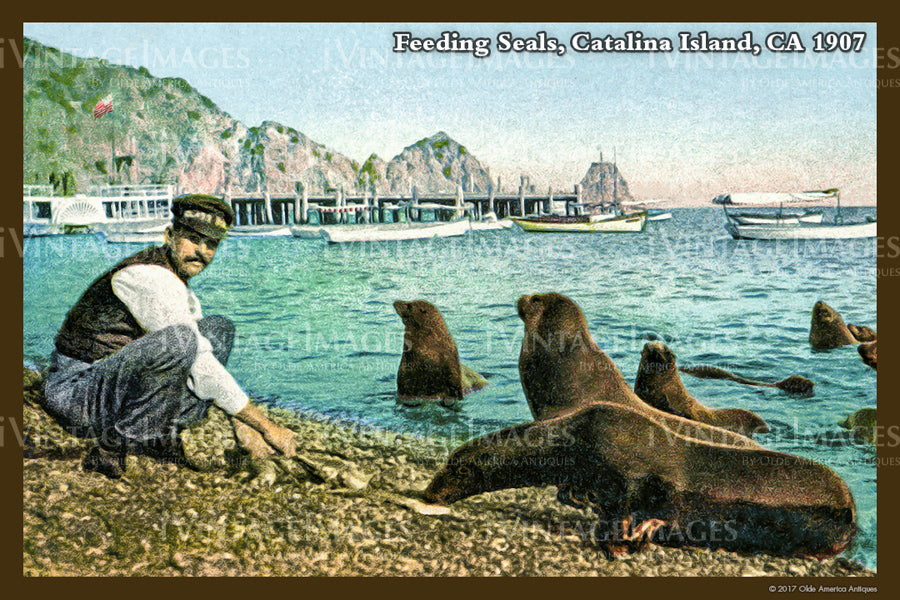Southern CA Catalina Island 1907 - 052