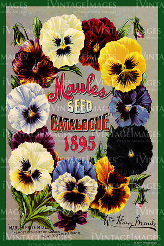Maules Flower Seeds 1895 - 012