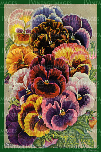 Henderson Flower Seeds 1895 - 014