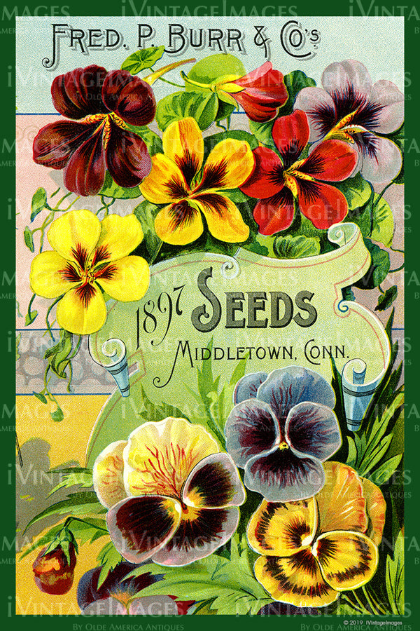 Vintage Flower Seed Packet LARKSPUR ROSAMOND no Seeds 