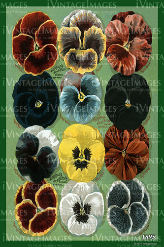 Vaughans Flower Seeds 1895 - 018