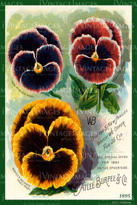 Atlee Burpee Flower Seeds 1895 - 020