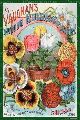 Vaughans Flower Seeds 1895 - 022