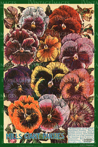 Mills Flower Seeds 1895 - 023